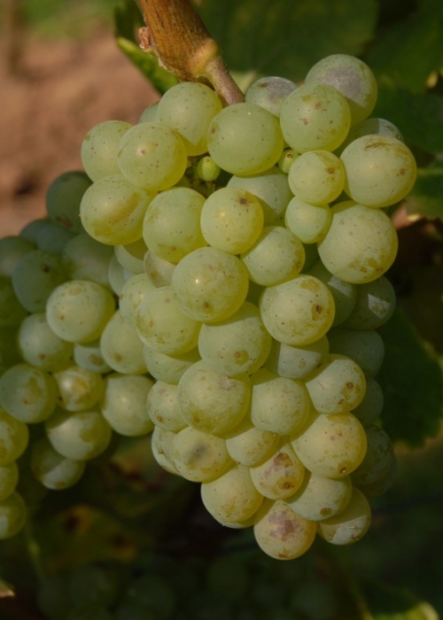 Sauvignon blanc ANT 0709